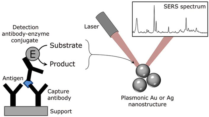 Basic diagram of SERS-based enzyme-linked immunosorbent assay technique. The immunochemical reactions give rise to an enzyme label (E) on the solid support (polystyrene plate, magnetic particles, etc.) in an amount related to the concentration of the antigen to be detected. The activity of the enzyme label is measured by SERS using one of the approaches described in the text.