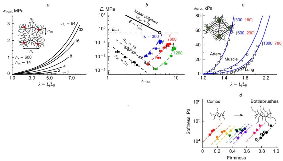 Mechanical testing of polydimethylsiloxane (PDMS) bottlebrush elastomers (a is the true stress (σtrue) versus the uniaxiale longation (λ); elastomers defined by different ng values at fixed nsc and nx demonstrate a wide range of mechanical properties, allowing the simultaneous increase in the stiffness (Young'smodulus, E) and elongation at break λmax;12 b, the combined plot E(λmax) for a series of bottlebrush elastomers with different values of nsc and nx; Eent is the entanglement plateau modulus of linear polymers;12 c, the plots σtrue(λ) for physical networks self-assembled from linear-brush-linear block copolymers; such supersoft and strain-stiffening elastomers based on conventional PDMS (solid lines) make it possible to replicate the mechanics of biological tissues (empty squares); the numbers in square brackets correspond to the degree of polymerization of the brush backbone (printed in blue) and linear blocks (printed in red);12 d, the softness (Young's modulus) of the network versus the firmness (defined as the ratio of the root-mean-square end-to-end distance to the square of the contour length of the polymer between crosslinks) for linear-brush-linear triblock copolymers with different ratios and densities of grafting of short and long side chains; each set of colour symbols corresponds to a series of samples with a variable degree of polymerization of the linear block at a constant length of the brush block (points are extrapolated by dashed lines for the sake of convenience). The grafting density and the fraction of long side chains increase from left to right. Therefore, the copolymerization of short and long macromonomers enables the precise independent tuning of the Young's modulus and the firmness of the network.13 Figures a-c are reproduced with the permission of Springer Nature; Fig. d, with the permission of American Chemical Society.