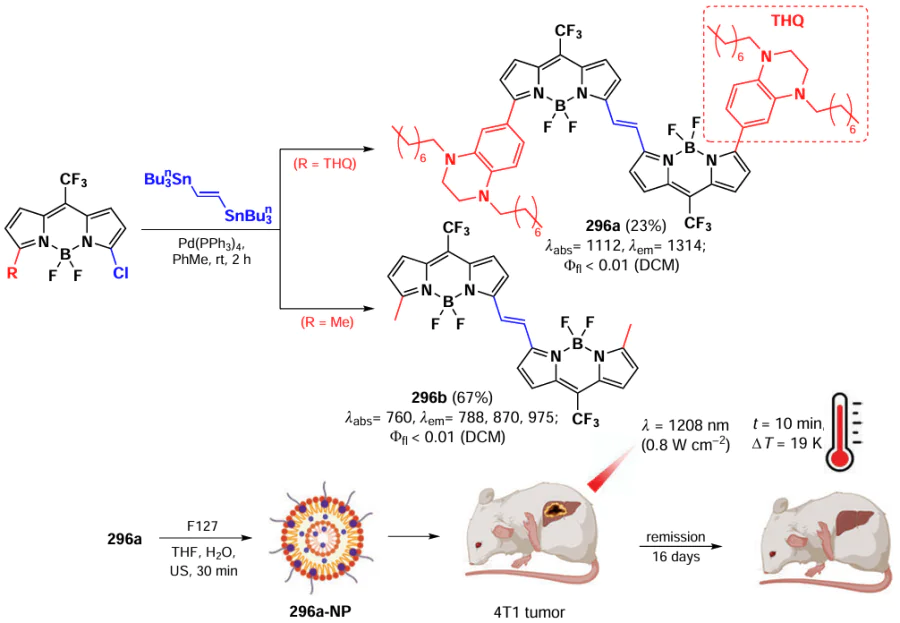 Schematic of the synthesis of BODIPY 296a – b and the principle of action of 296a-NP nanoparticles in vivo. Figure created by the authors based on the data of the publication88.