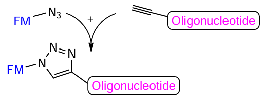 Schematic picture of the bio-orthogonal azide – alkyne cycloaddition involving alkynyl-containing oligonucleotide and azide FM derivative