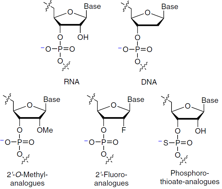 Structures of nucleotides and their modified analogues