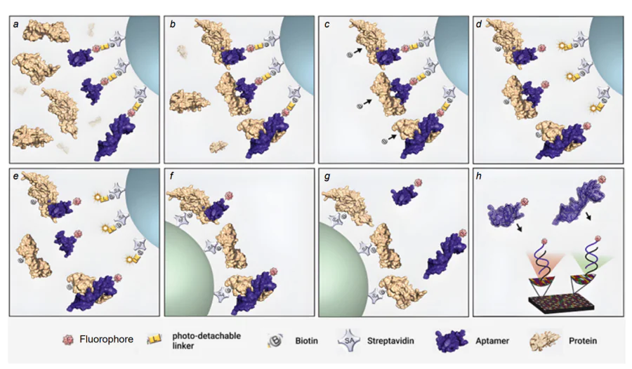 Schematic picture of multiplex analysis using the aptasensor-based SOMAmer assay[144]. (а) Immobilization of aptamers labelled with a fluorophore (F), photocleavable linker (L) and biotin (B) on streptavidin (SA)-coated beads and incubation with samples containing a complex mixture of proteins (e.g., plasma); (b) cognate (top and bottom) and noncognate (middle) SOMAmer–target protein complexes formed on the beads; (c) the beads are washed removing the unbound proteins and the proteins are tagged with biotin; (d) SOMAmer–protein complexes are released from the beads by photocleavage of the linker with UV light; (e) incubation in a buffer containing a polyanionic competitor for selective disruption of non-specific interactions; (f) SOMAmer–protein complexes are recaptured on a second set of streptavidin-coated beads through biotin-tagged proteins followed by additional washing steps that facilitate further removal of nonspecifically bound SOMAmers; (g) release of aptamers from the beads in a denatured buffer; (h) hybridization of aptamers to complementary sequences on a microarray chip and quantified by fluorescence. Fluorescence intensity is related to protein amount in the original sample.