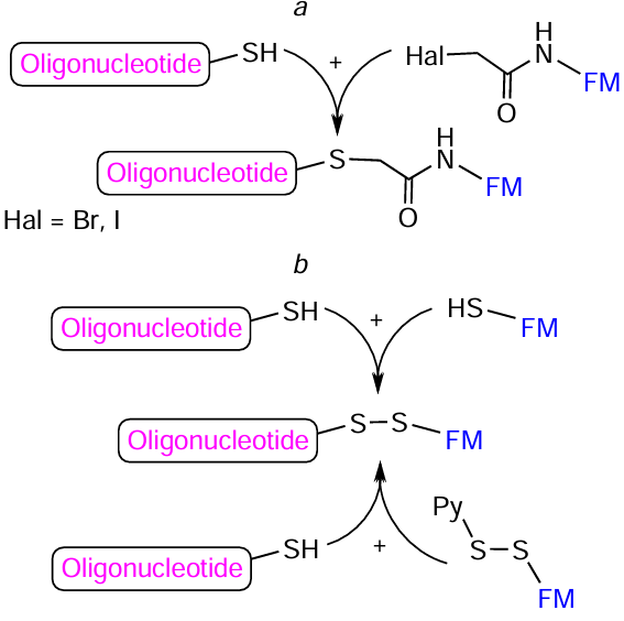 Schematic picture of the Williamson reaction of thiol-containing oligonucleotides with bromo(iodo)acetamide FMs (a) and with FMs containing a thiol group or disulfide bond (b)