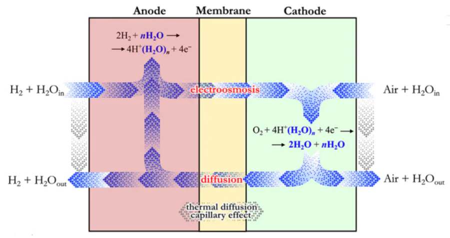 Scheme of water movement inside a PEMFC in operation.