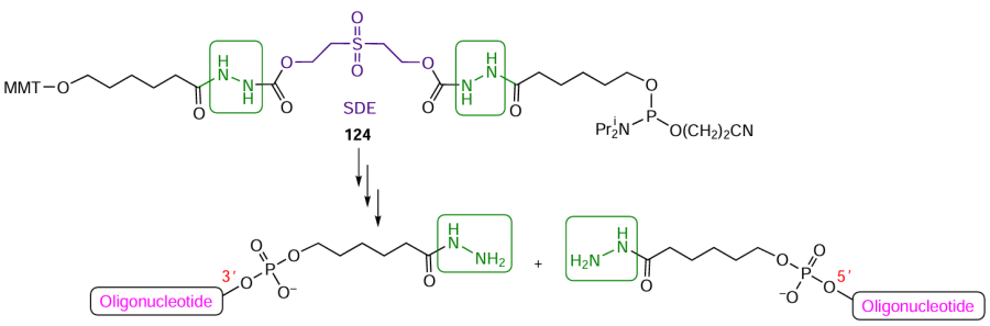 Scheme of the introduction of the dihydrazide moiety into oligonucleotide followed by the preparation of two independent oligonucleotides modified with hydrazide groups