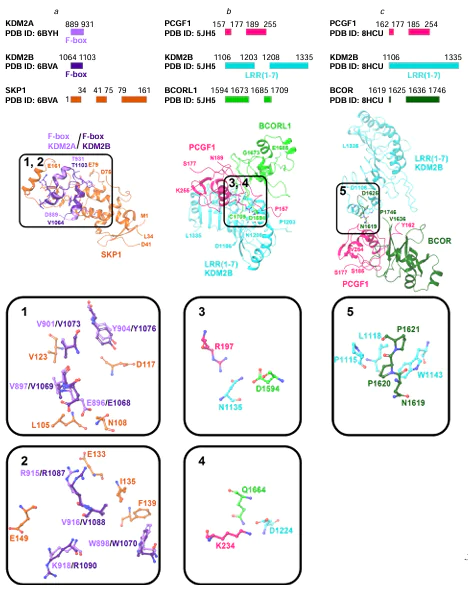 3D visualization of crystal structure fragments of multiprotein complexes with KDM2: overlay of the KDM2A F-box domain structure (PDB ID: 6BYH) on KDM2B F-box domain in the complex with SKP1 (PDB ID: 6BVA) (a), and structures of PCGF1 complex with LRR(1-7) domain of KDM2B, BCORL1 (PDB ID: 5JH5) (b) and PCGF1 complex with LRR(1-7) domain of KDM2B, BCOR (PDB ID: 8HCU) (c).32, 43 – 45 The following designations are used: PCGF1 is the Polycomb group RING finger protein 1; BCOR is BCL-6 corepressor; BCORL1 is BCL-6 corepressor-like protein 1.