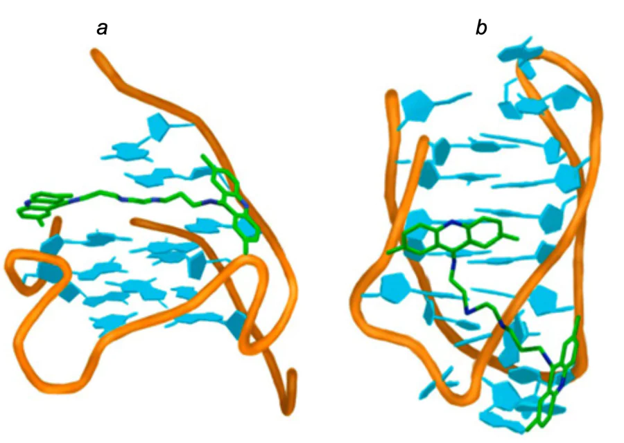 Results of molecular docking of compound 187 into ­c-MYC G-quadruplex (a) and telomeric i-motif (b)[120].