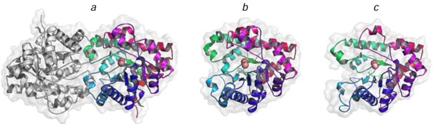 Structures of the organophosphate hydrolase dimer from Brevundimonas diminuta (a) and monomeric enzyme subunits from Agrobacterium radiobacter (b) and Mycobacterium tuberculosis (c). The structural parameters were retrieved from RCSB PDB (codes 1QW7, 2D2G, and 4IF2, respectively). The catalytically important Co2+ and Zn2+ ions in the enzyme active sites are shown as pink spheres.