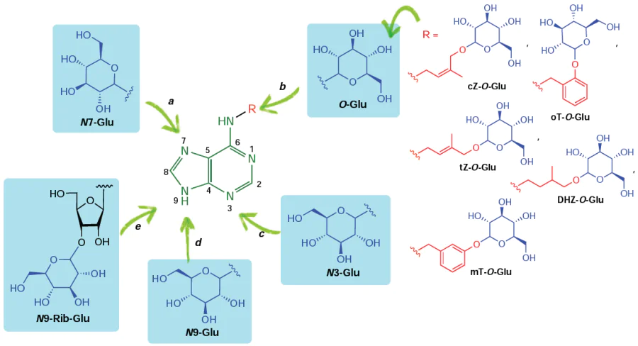 Scheme of glucosylation pathways of cytokinins and cytokinin nucleosides. N7-Glu, N3-Glu, N9-Glu are conjugates of natural cytokinins glucosylated at the N7, N3 or N9 position of purine, respectively; N9-Rib-Glu are conjugates of cytokinin ribonucleosides containing a glucose moiety attached via the hydroxyl group of the ribofuranose residue; cZ-O-Glu, tZ-O-Glu, DHZ-O-Glu, oT-O-Glu, mT-O-Glu are conjugates of natural cytokines glucosylated at the hydroxyl group of the N6 substituent.
