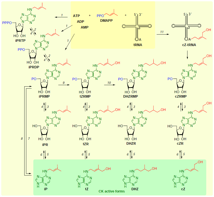 Key interconversions between the nucleotide – nucleoside – base forms in cytokinin biosynthesis exemplified by isoprenoid forms. Enzymes involved in biosynthesis (conversion stage): isopentenyltransferase (1); phosphatase (2); 5'-ribonucleotide phosphohydrolase (5’-nucleotidase) (3); adenosine kinase (4); adenosine nucleosidase (5); purine nucleoside phosphorylase (6); phosphoribohydrolase (LOG) (7); adenine phosphoribosyltransferase (8); cytochrome P450 monooxygenase (9); zeatin reductase (10); tRNA isopentenyltransferase (11). The following abbreviations are used: PO is monophosphate, PPO is diphosphate, PPPO is triphosphate. This scheme has been compiled using published idata.50, 53, 55, 57