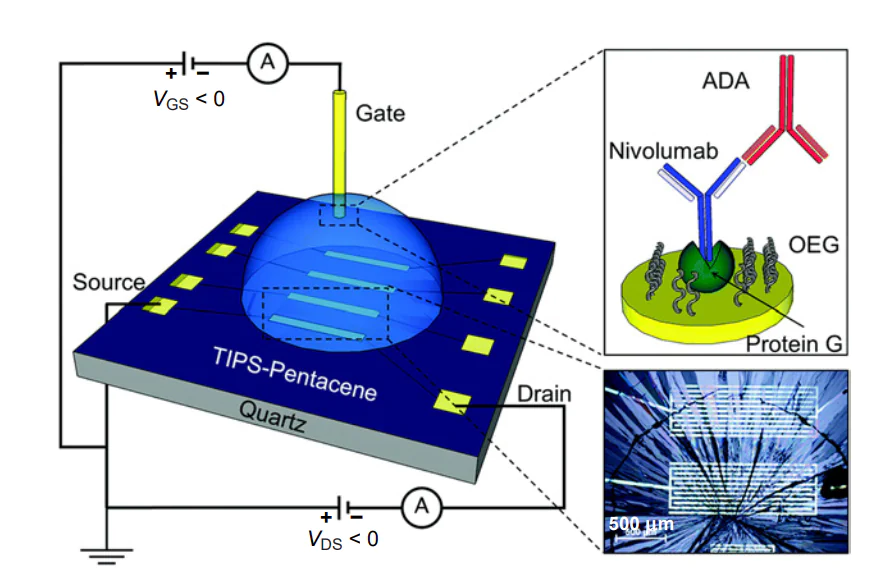 Schematic pictures of EGOFET and gate electrode functionalization in sensors for the detection of anti-drug antibodies against nivolumab. A TIPS-pentacene OSC thin film covers the channel (optical microscopy picture in the inset)[75].