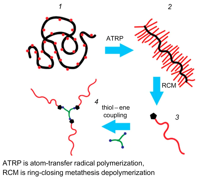 Schematic view of the sequential transformation of the polymer architecture from a linear macroinitiator (1) to a cylindrical molecular brush (2), a linear macromonomer (3) and a star-shaped polymer (4).33 Reproduced with the permission of American Chemical Society.