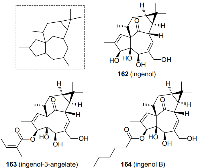 Ingenane-type skeleton (in the frame) and structures of (162) and its esters 163, 164.