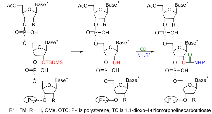 Scheme of 2'-functionalization of NA