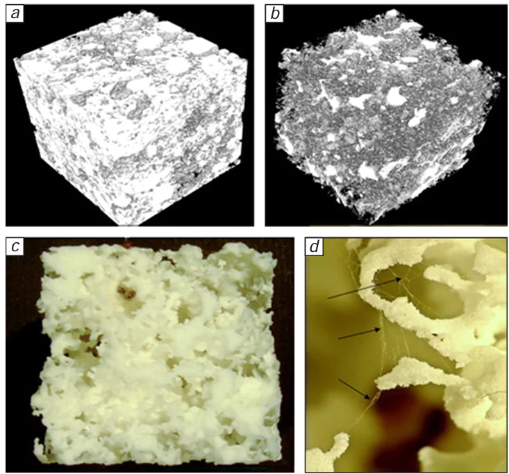 Modeling of the pore system in a soil sample: (a) visualization of the solid phase volume of the soil based on X-ray computed tomography analysis; (b) visualization of the pore volume based on X-ray CT analysis; (c) model of the soil structure made by 3D printing from nylon-12; (d) hyphae** of fungi in the printed model.172 © Elsevier B.V., 2012.