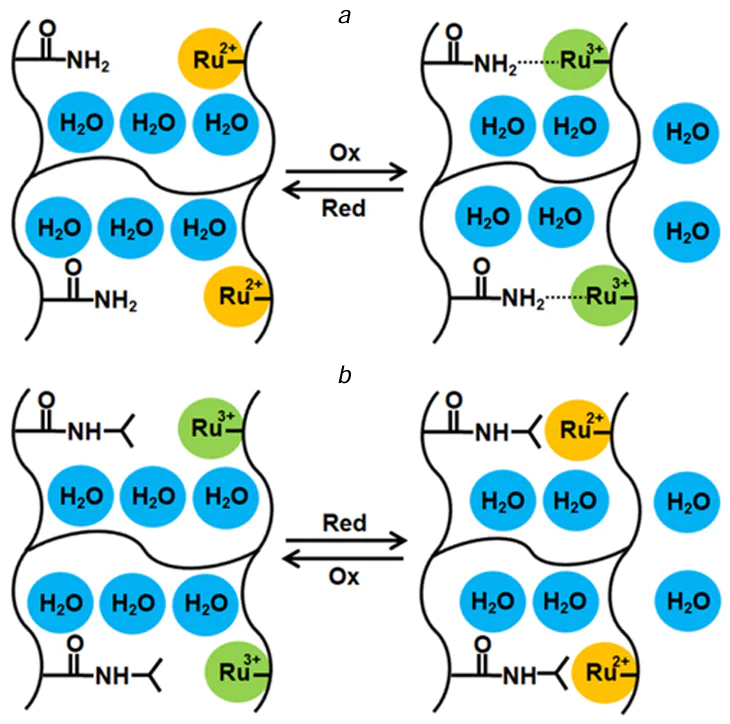 Schematic illustration of various mechanisms of mechanical response of self-oscillating gels to changes in the oxidation state of the catalyst: (a) polyacrylamide network in which the oxidation of Ru2+ to Ru3+ gives rise to additional cross-links between Ru3+ and parts of the chain and leads to gel contraction; (b) poly(N-isopropylacrylamide) network in which the oxidation of Ru2+ to Ru3+ results in increase in the gel hydrophilicity and gel swelling.