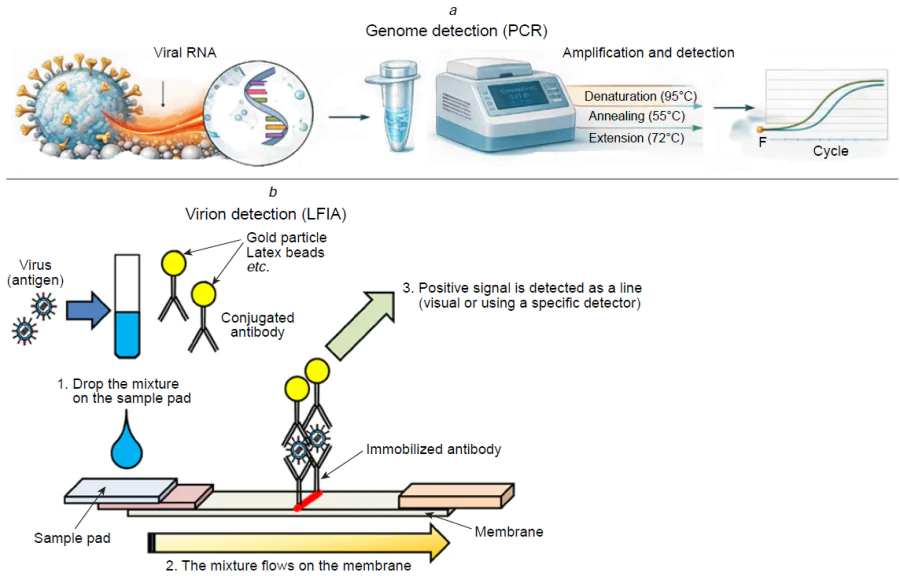 Common laboratory methods for the diagnosis of respiratory viruses. Analysis of viral genomes using polymerase chain reaction (a). Detection of the virions using lateral flow immunoassay (b). The panel b was adapted from Ref. 67 under the CC BY 4.0 license.