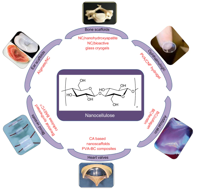 Applications of NC and its composites as biomedical scaffolds.264 Published with permission from Springer Nature