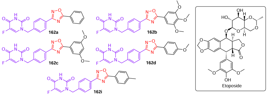 Structures of hybrids 162 based on 5-fluorouracil and 1,2,4-oxadiazole that have high antitumour activity and etoposide (drawn in the box).93
