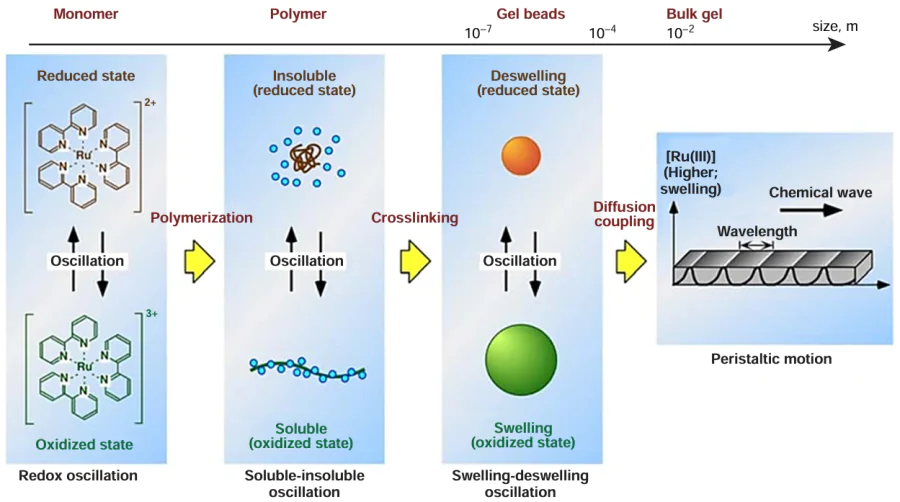Self-oscillation mechanisms in a CFBZ solution taking place at different dimensional levels: at the monomer molecular level (~ 10–9), redox oscillations of the Ru(bpy)3 catalyst occur; at the linear macromolecule level, the copolymer with the catalyst incorporated into the linear chain is periodically interconverted between insoluble and soluble states as the catalyst switches from the reduced to oxidized state; at a level of objects smaller than 1 mm, the cross-linked gel periodically changes size; and at the level of objects less than 1 mm wide and less than 1 mm high, but with a centimetre length, mechanical peristaltic waves caused by chemical waves are observed in the cross-linked gel. Green and orange colours correspond to the oxidized and reduced states of the catalyst.75 Published under the Creative Commons CC BY license.