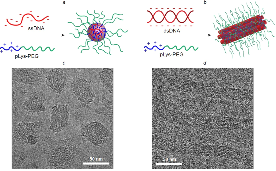 Diagrams of self-assembly of polyplexes: formation of spherical PCM nanoparticles with a minimum internal ordering from single-stranded DNA (22 nucleotides) and Lys(50)-PEG(5k) block copolymer (a) and formation of long (≥ 1 μm) flexible PCM with parallel ordering of DNA helices from double-stranded DNA (22 bp) and Lys(50)-PEG(20k) block copolymer (b); and cryo-TEM images of the spherical (c) and cylindrical (d) polyelectrolyte micelles.288 Copyright American Chemical Society 2018.
