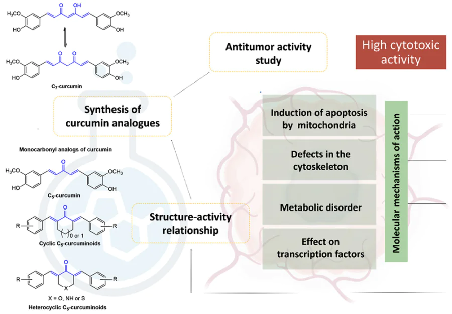 Schematic representation of the diversity of monocarbonyl structural analogues of curcumin and their impact on the pathogenesis of cancer