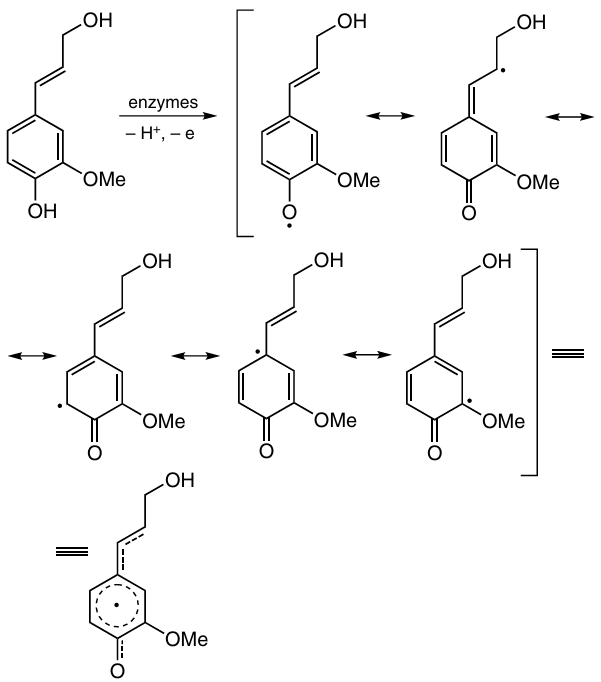 Formation of resonance-stabilized phenoxyl radical from coniferyl alcohol.13