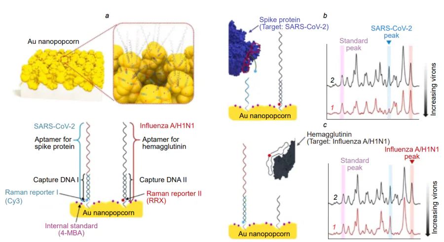 Schematic picture for the quantitative assessment of influenza A/H1N1 and SARS-CoV-2 viruses using SERS aptasensor[146]. (а) Two DNA aptamers labelled by Raman reporters are hybridized by capture DNAs on the gold nanopocorn substrate; (b, c) decrease in the Raman signal intensity for SARS-CoV-2 [0 (1) and 1000 PFU mL–1 (2)] and influenza A/H1N1 [0 (1) and 403 HAU mL–1 (2)]. Published with permission from Elsevier.