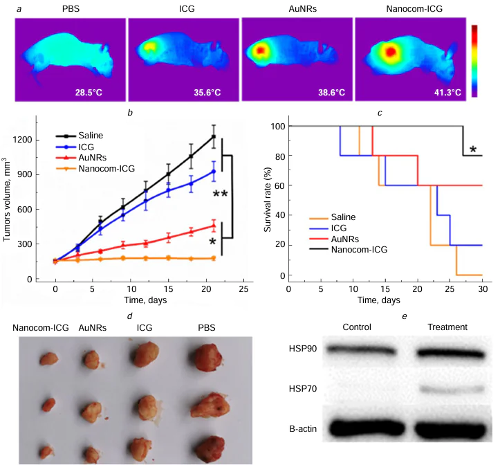 (a) Infrared images of A549 tumour-bearing mice after laser irradiation at 808 nm (0.8 W cm–2, 3 min) three days after the administration of Nanocom-ICG or its components. (b) Change in the tumour volume and (c) survival rate of mice in various groups after the therapy (number of repetitions n = 5, *p &lt; 0.5, **p &lt; 0.05, p-confidence levels: 0.5 is the border of statistical significance, 0.05 corresponds to a statistically significant difference). (d) Photographs of the tumours taken from animals of different groups 21 day after the therapy. (e) Western blotting assay of the expression of HSP90 and HSP70 heat shock proteins in tumour tissues after irradiation.214 Figure reproduced with permission from Springer Nature.