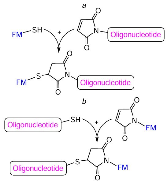 Schematic picture of the reaction between oligonucleotides and FMs containing thiol and maleimido groups