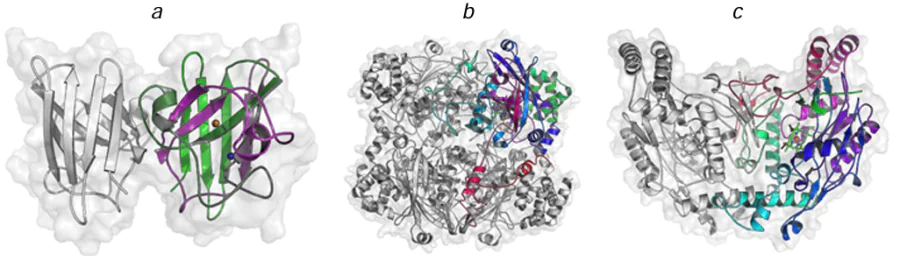 Structures of Cu/Zn-dependent SOD1 dimer (a), catalase tetramer (b), and human nitric oxide synthase dimer (c). The structural parameters were retrieved from RCSB PDB (codes 8Q6M, 8HID, and 4NOS, respectively). The catalytically important Fe2+, Fe3+, Zn2+, and Cu2+ ion in the enzyme active sites are shown as spheres.