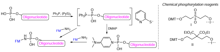 Scheme of the reaction between 5’-/3’-phosphorylated oligonucleotide and amino-FM in the presence of Ph3P – (PyS)2 or Ph3P – (PyS)2 – DMAP and structures of commercial 5’- and 3’- phosphorylating agents