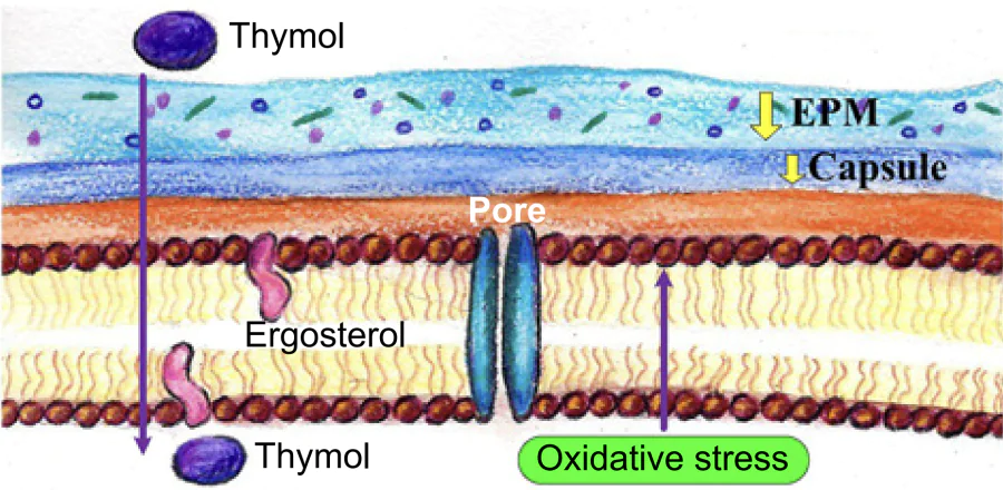 Effect of thymol on the fungal cell membrane.