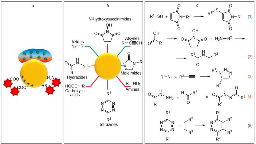 Strategies towards the fabrication of hybrid structures based on GNPs and fluorophores: (a) adsorption deposition controlled by hydrophobic (in relation to fluorescent-labelled protein), electrostatic, or specific interactions; (b) covalent conjugation through various functional groups; (c) key chemical reactions used for the conjugation of fluorophores to obtain hybrid structures. The colour of lines in part (b) corresponds to the colour of the reaction number in part (c).