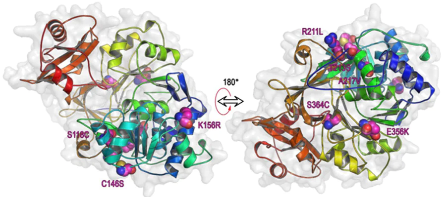 Structure of the luciferase from Luciola mingrelica (Uniprot Q26304). The amino acid residues subjected to site-directed mutagenesis are shown by spheres. The Figure was created by the authors using published data.113, 119