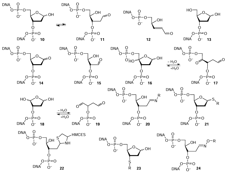  Structures of modified AP sites and their conjugates