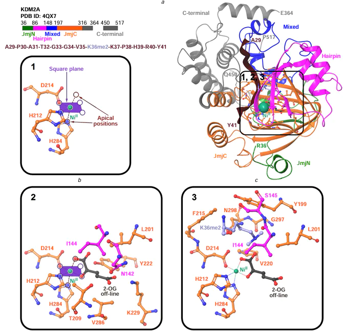 Explanation to the demethylation mechanism based on 3D visualization of the crystal structure (PDB ID: 4QX7): KDM2A complex with the histone peptide according to the protein domain architecture and amino acid sequence of the peptide; amino acid residues coordinated by NiII, which replaces the endogenous FeII (a), and arrangement of amino acid residues and 2-OG near the NiII ion (b, c).32