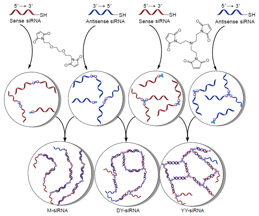 Schematic diagram of the preparation of microhydrogels based on 3’-mercapto siRNA derivative involving dimeric and trimeric maleimide linkers.187