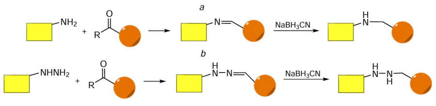 General schematic picture of the reaction of carbonyl compounds (R = H, Alk) with molecules containing amino (a) and hydrazido (b) groups.