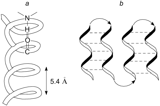 Schematic representation of the two main types of secondary structure in proteins: a-helix (a), β-sheet (b).