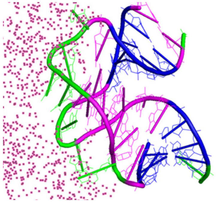 DNA aptamer K1 to the tetracycline repressor of Escherichia coli. The aptamer (on the right) provides a complementary surface, which non-covalently interacts with the protein (on the left). The recognizable site of the protein is depicted as a set of violet dots. The aptamer nucleotides are shown, in accordance with its structure, in green (unpaired nucleotides), in violet (non-canonical base pairs) and in blue (canonical base pairs) colours. The Figure was created by the authors using the pdb id 6sy4 structure determined by Grau et al[129].