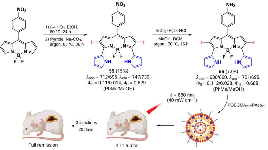 Synthesis and structure of NIR-absorbing 2,6-diiodo-BODIPY 56 with PDT activity, and a schematic representation of the in vivo action of NPs based on it. The figure created by the authors based on the data of the publication137.