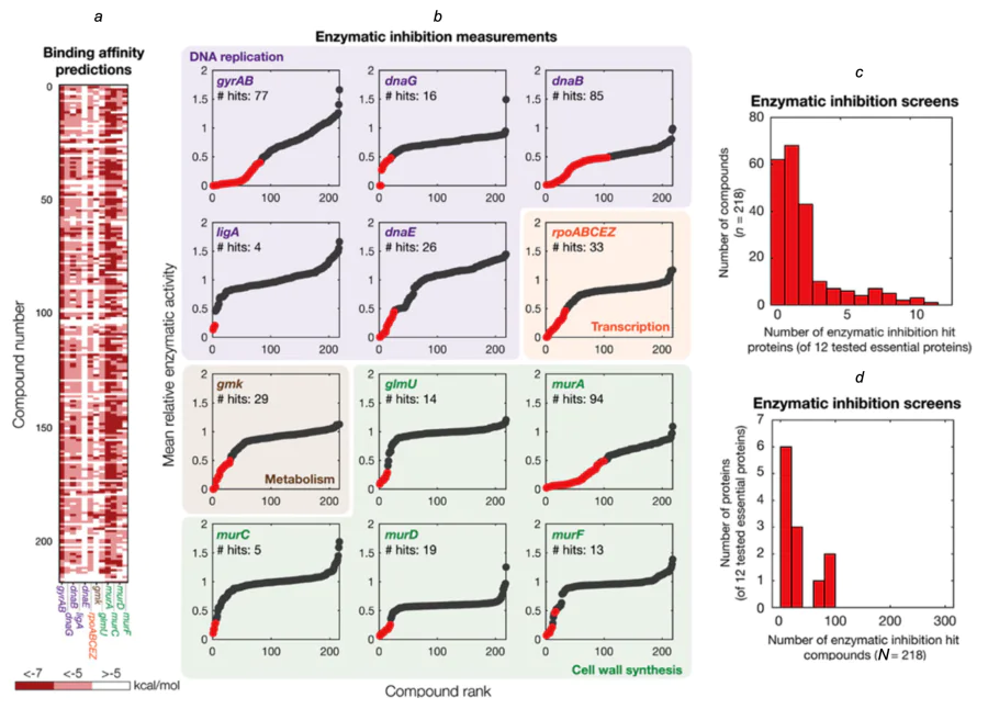 Predicted affinity matrix for 218 molecules and 12 bacterial proteins (a); results of primary biological testing (b); proportion of active molecules per single protein (c); proportion of proteins per single hit molecule (d)[105]. The figure is published under CC BY 4.0 license.