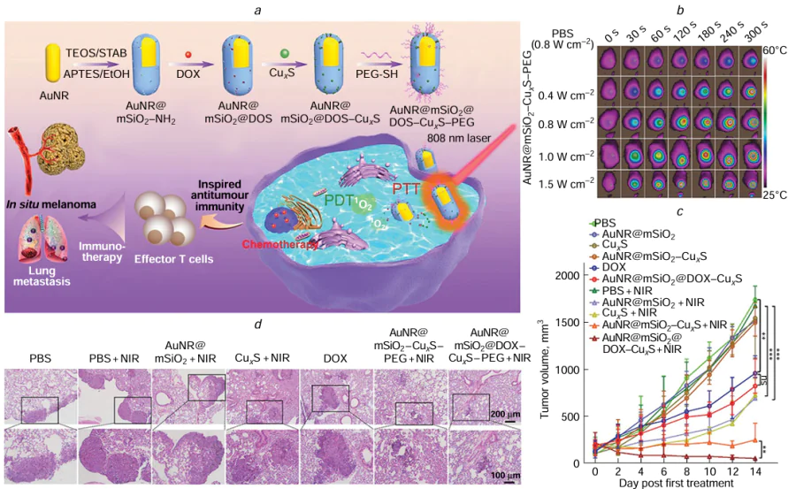 (a) The schematic illustration depicts the mechanism of the multifunctional CuxS- and DOX-loaded AuNR@mSiO2 platform, which is triggered by NIR light for combined PTT, PDT, and CHT. (b) Thermographic images of tumour-bearing mice treated with either phosphate buffered saline or AuNR@mSiO2 – CuxS and subjected to NIR irradiation at different times and power densities are displayed. (c) Measurements of tumour volume in mice following various treatments show significant differences. (d) Histological examination of lung metastatic nodules with H&amp;E staining is presented for analysis. Reproduced (a – d) from Zhang et al.,192 copyright (2021) the Royal Society of Chemistry.