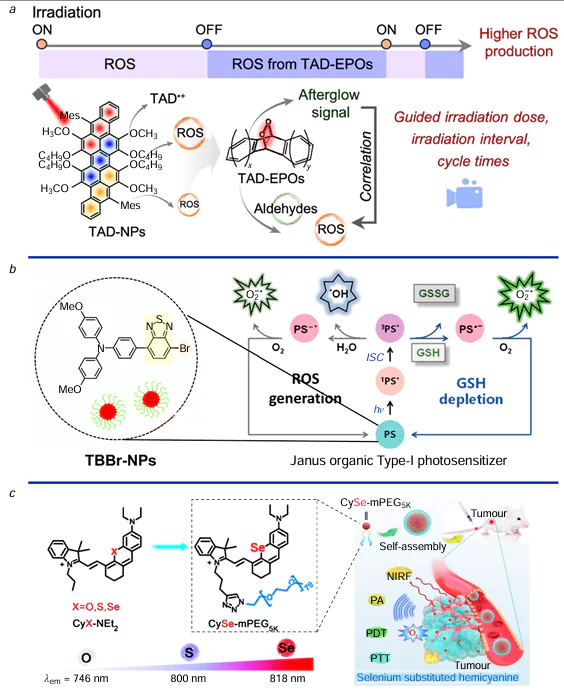(a) Long-persistent photodynamic efficacy for enhancing fractionated therapy irradiation. TAD EPOs tri-anthracene derivative nanoparticles (TAD-NPs). Reproduced from Y.Wang et al.48 with the permission from the American Chemical Society. (b) Schematic illustration of the Janus-PS of TBBr for hypoxia-tolerant PDT. Reproduced from H.Wang et al.49 with the permission from the American Chemical Society. (c) Chemical structures of CyX-NEt2 (X = O, S, Se) and CySe-mPEG5K, and the schematic illustration of tumour targeting imaging-guided phototherapy. Reproduced from Yao et al.50 under the CC BY 3.0 license.