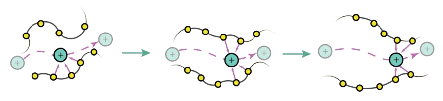 Schematic picture of lithium cation transport in the amorphous part of PEO.