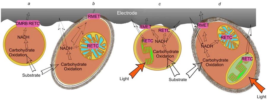 Extracellular electron transfer for DMRB, the central respiratory mechanism (a); yeast, auxiliary respiratory or regulatory mechanisms (b); cyanobacteria (c); algae, auxiliary respiratory and photosynthetic or regulatory mechanisms (d). NADH is not the only candidate for the role of endogenous electron mediator transporting electrons out of the cell. PETC is photosynthetic electron transport chain, PMET is plasma membrane electron transport, RETC is respiratory electron transport chain