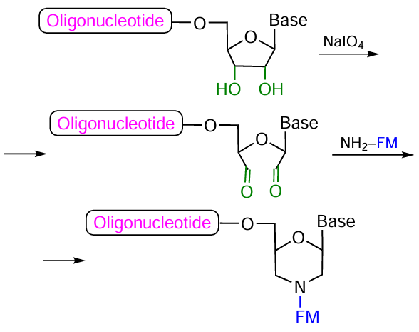 Scheme of oxidation of the 3'-ribose residue with sodium periodate and subsequent reaction of bis-aldehyde with primary amine