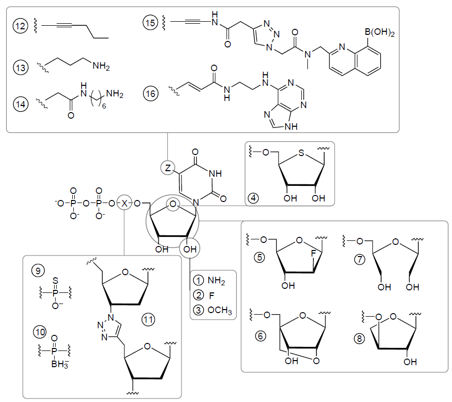 Modifications of nucleotides that can be introduced in the aptamers improving their properties. X: chemical formulas of substitutes in the α-phosphate group; Z: chemical formulas of substitutes in the C5-position of pyrimidines. The Figure is adapted from Ref. 57 with the permission from Springer Nature.