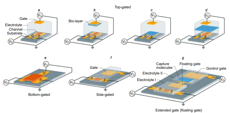 Key EGOT architectures with different device components[8]: top-gated architecture (а); top-gated architecture with a biorecognition layer on the gate electrode; the gate is a polarizable electrode (b); top-gated architecture with a biorecognition layer on the transistor channel; the gate can be a polarizable or non-polarizable (e.g., reference) electrode (c); top-gated architecture with a biorecognition layer included in the electrolyte; the biolayer divides the electrolyte into two compartments; the gate can be a polarizable or non-polarizable electrode (d); bottomgated architecture (е); side-gated architecture (f); extended (floating) gate architecture (g). Published with permission from Nature Reviews.